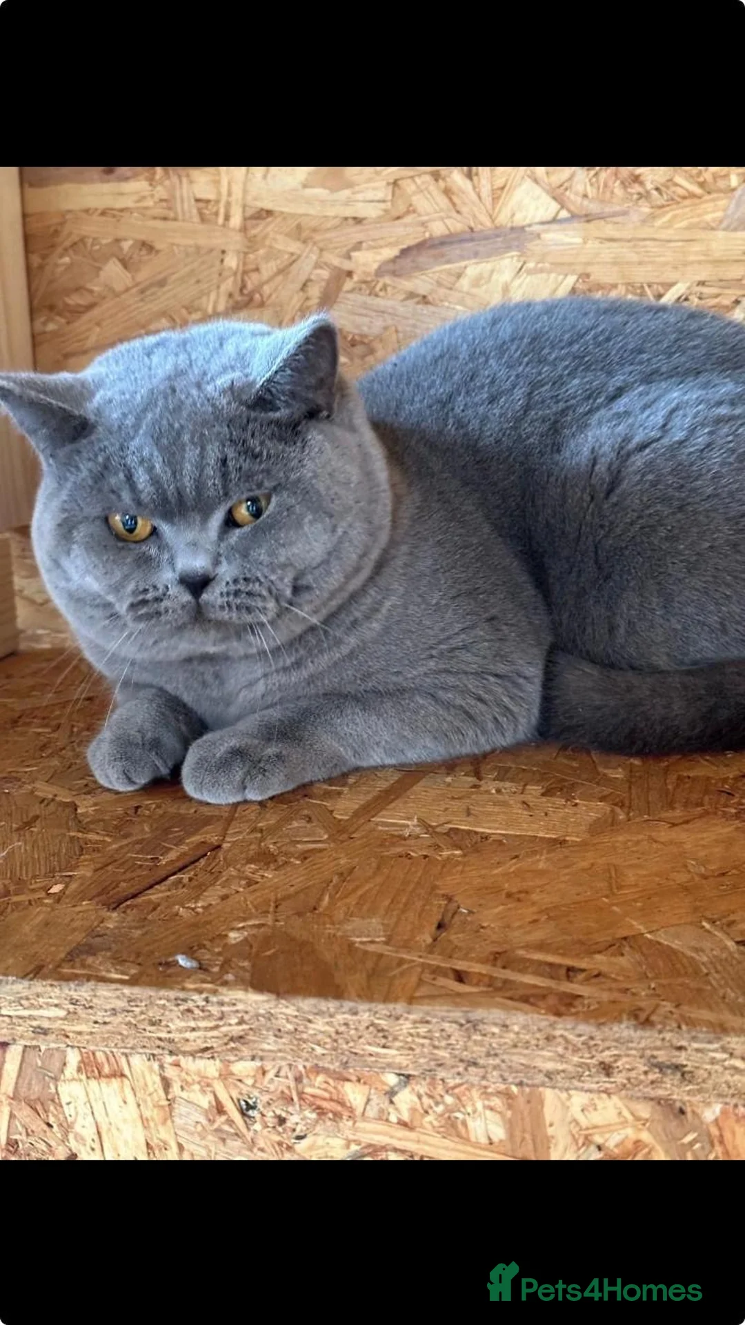 British Shorthair cats for sale: Beautiful British Blue Shorthair - Advert 10