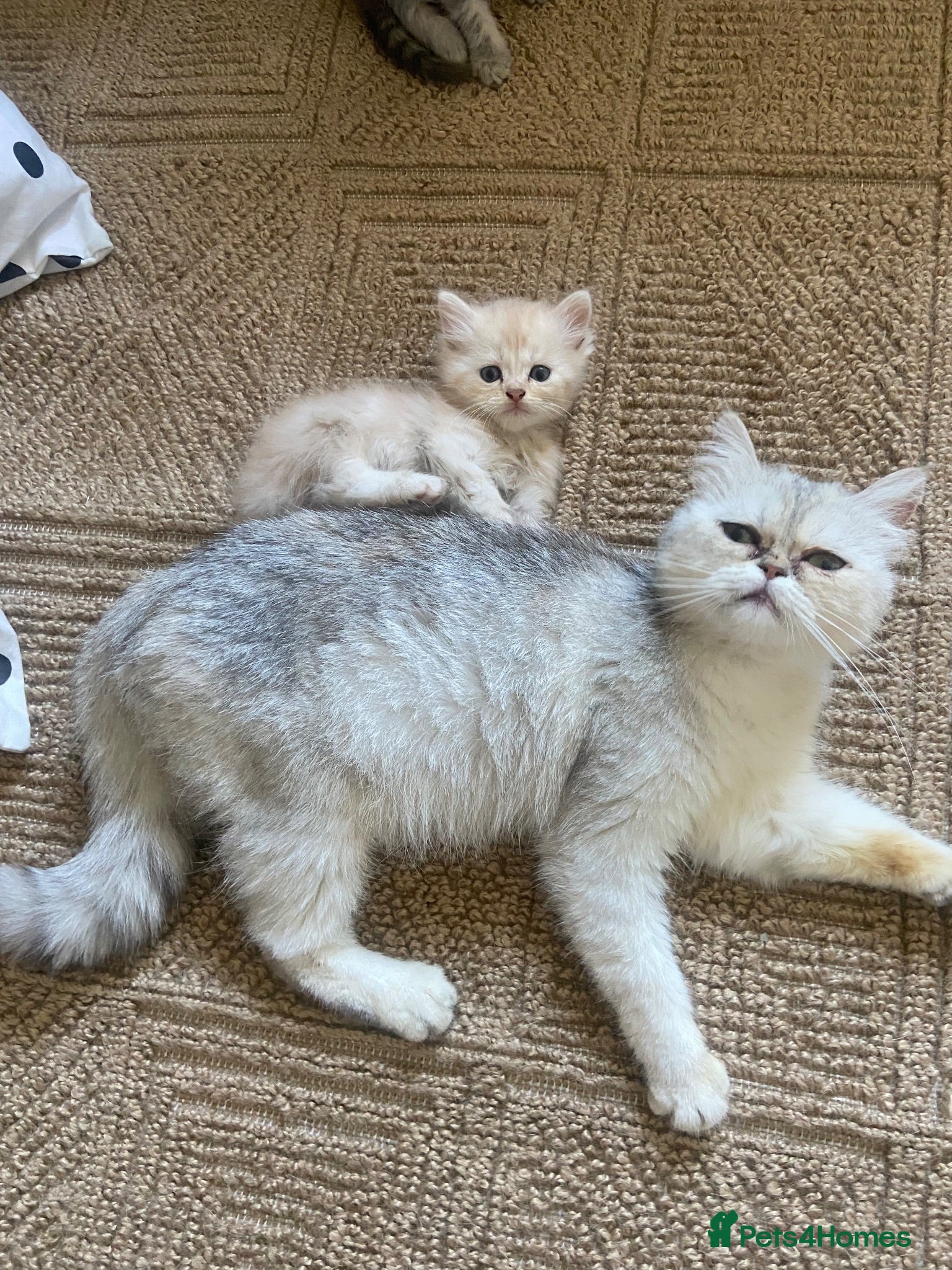 Persian cats Persian cross kittens - Advert 1