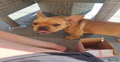 French Bulldog dogs in Wisbech - Advert 1