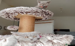 Brazilian Shorthair cats for sale: Beautiful blues Bristh short hair - Image 12