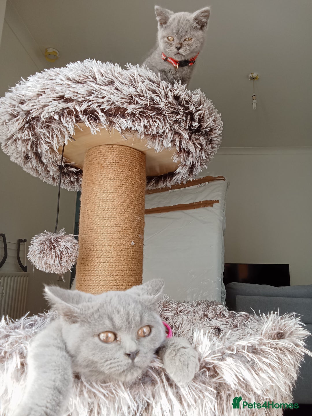 Brazilian Shorthair cats for sale: Beautiful blues Bristh short hair - Image 12