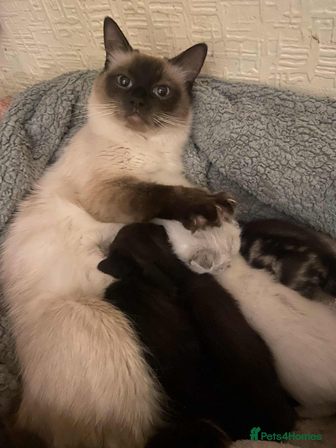 Ragdoll cats for sale: Stunning Rgdoll mix kittens !!!  - Image 7