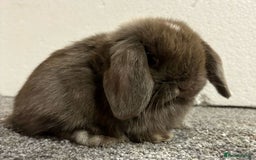 Mini Lop rabbits for sale: Mini Lops- vaccinated with new vaccine in Ashford - Image 5