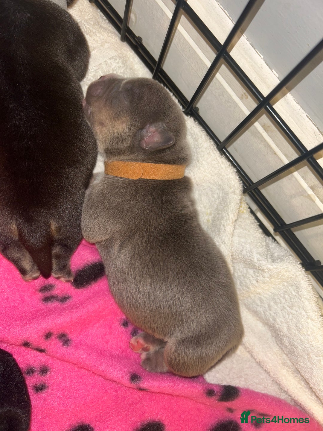 American Bully dogs for sale: American pocket bully puppies  - Advert 7