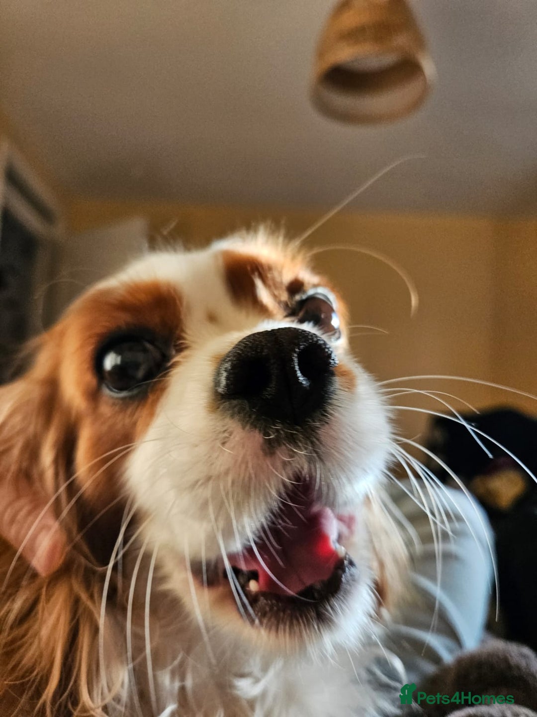 Cavalier King Charles Spaniel dogs for sale: Cavalier King Charles Spaniel 3 x puppies - Advert 3