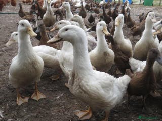 Ducks poultry Khaki Campbell , Magpie ducks - Advert 3