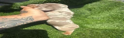 Dachshund dogs for sale: 🐾DWKC REG, DACHSHUND PUPPIES - Advert 15