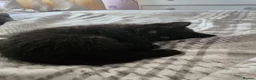 British Shorthair cats for sale: 2 black British shorthair kittens for sale in Pembroke Dock - Advert 8