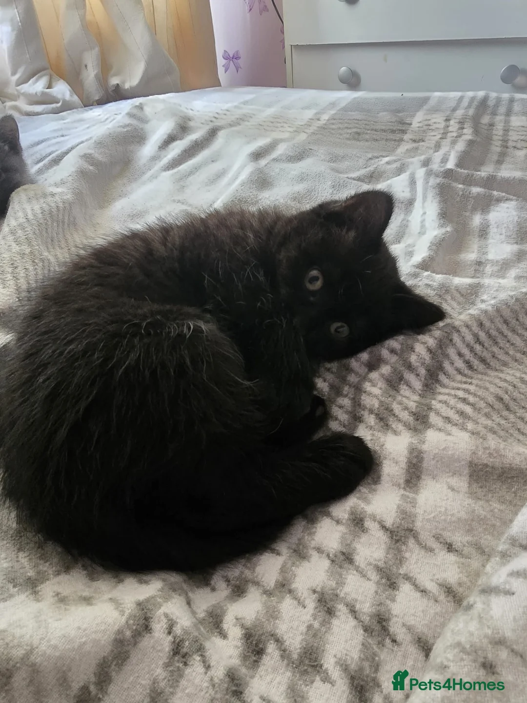 British Shorthair cats for sale: 2 black British shorthair kittens for sale in Pembroke Dock - Advert 8