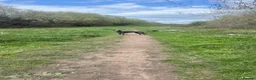 Mixed Breed dogs for sale: Lurcher boy  - Advert 3