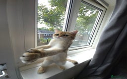 British Shorthair cats for sale: British shorthair For sell - Image 6