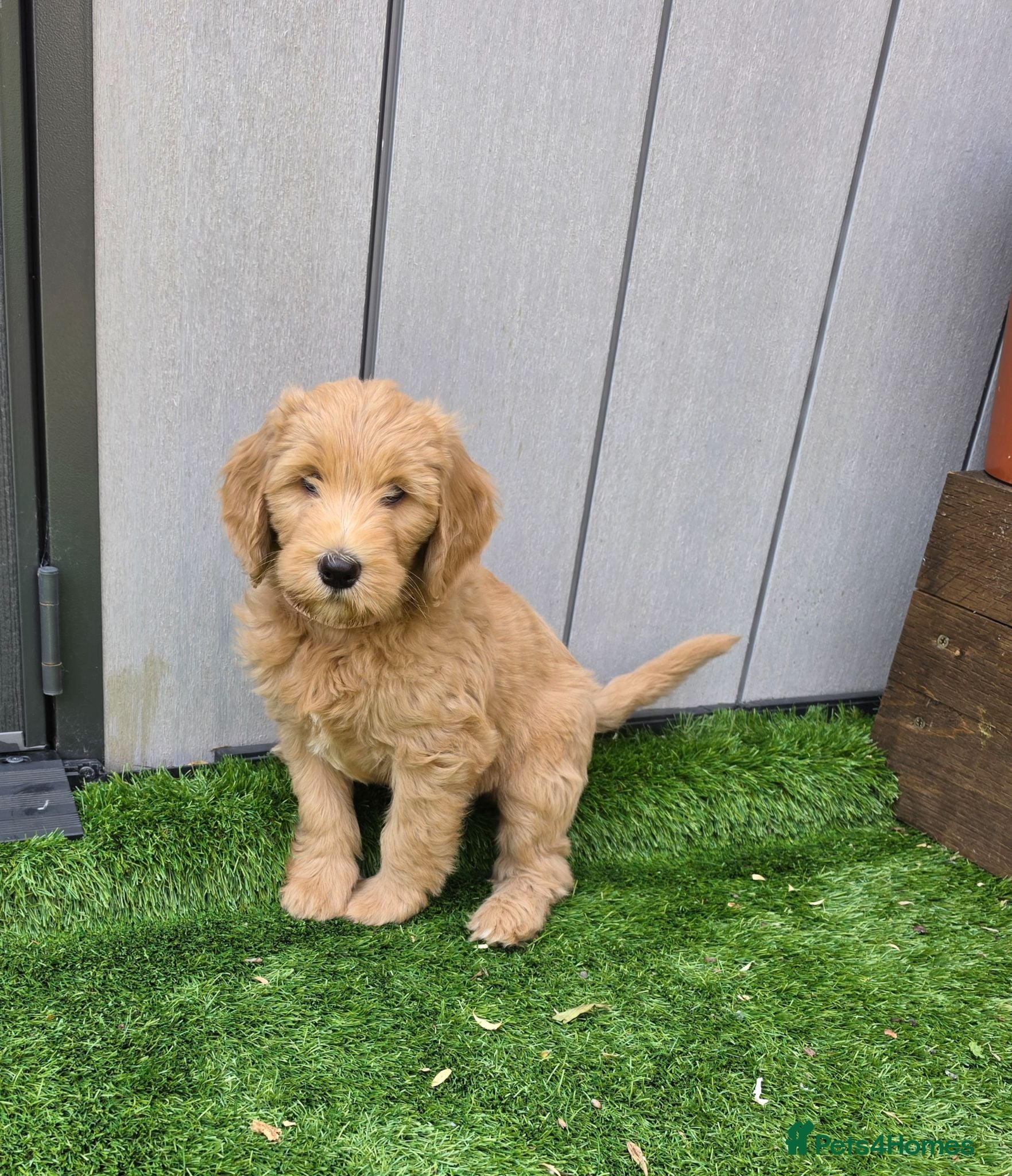 Goldendoodle dogs READY TO GO!!! Multigene. Goldendoodle Puppies - Advert 2