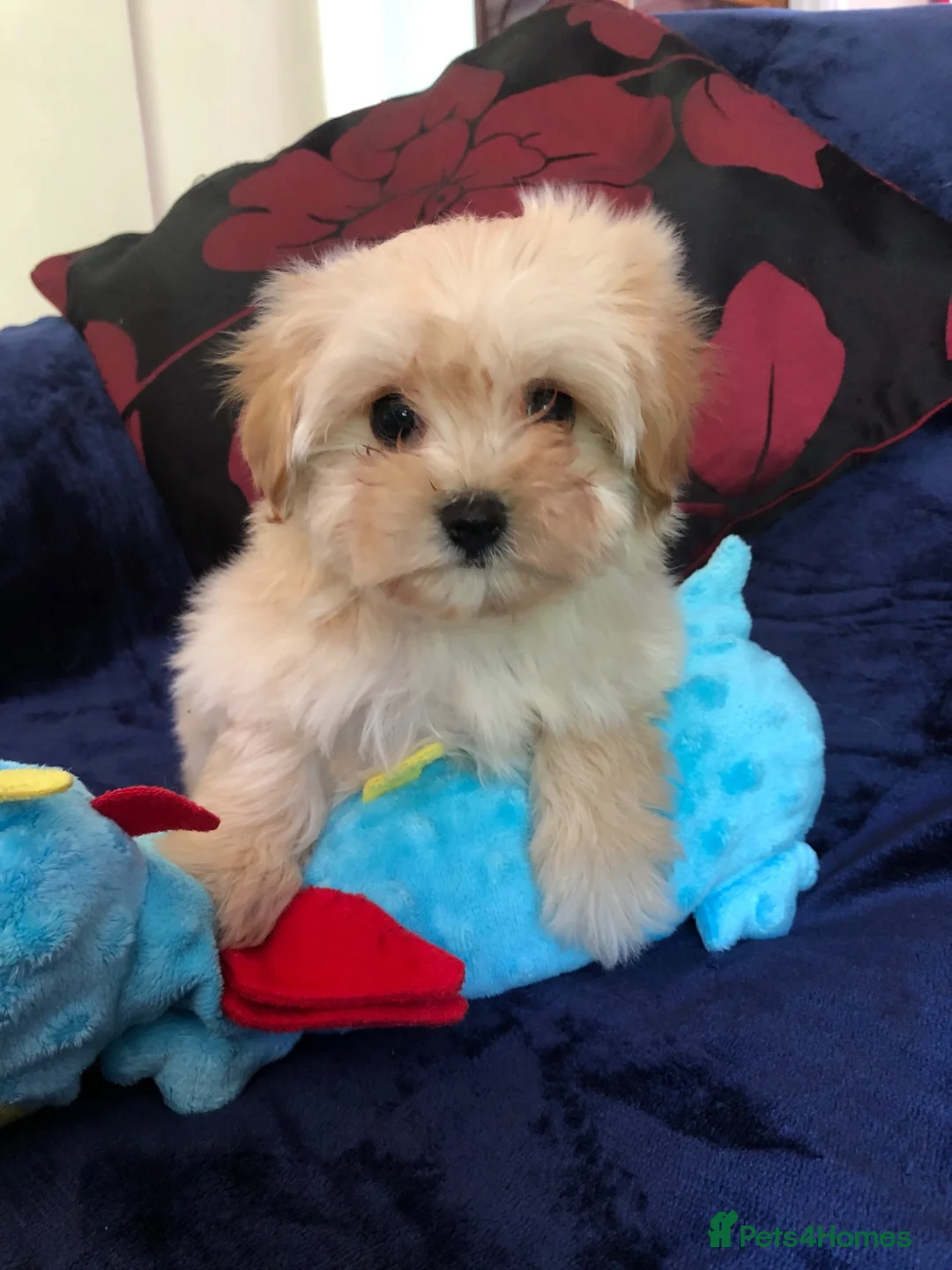 Maltipoo dogs for sale: Maltipoo puppies forsale - Advert 1
