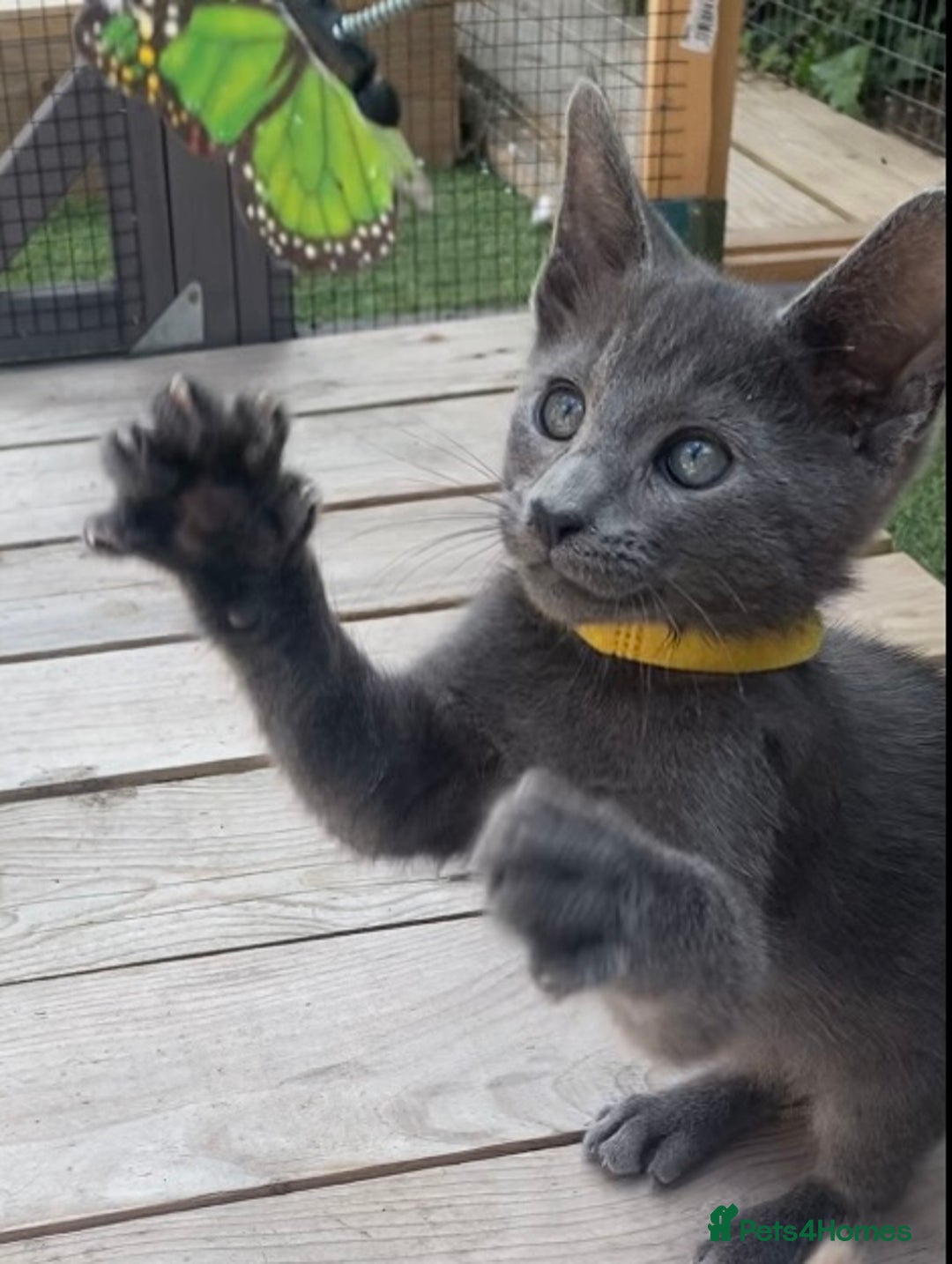 Mixed Breed cats for sale: Oriental X Siamese  - Image 8