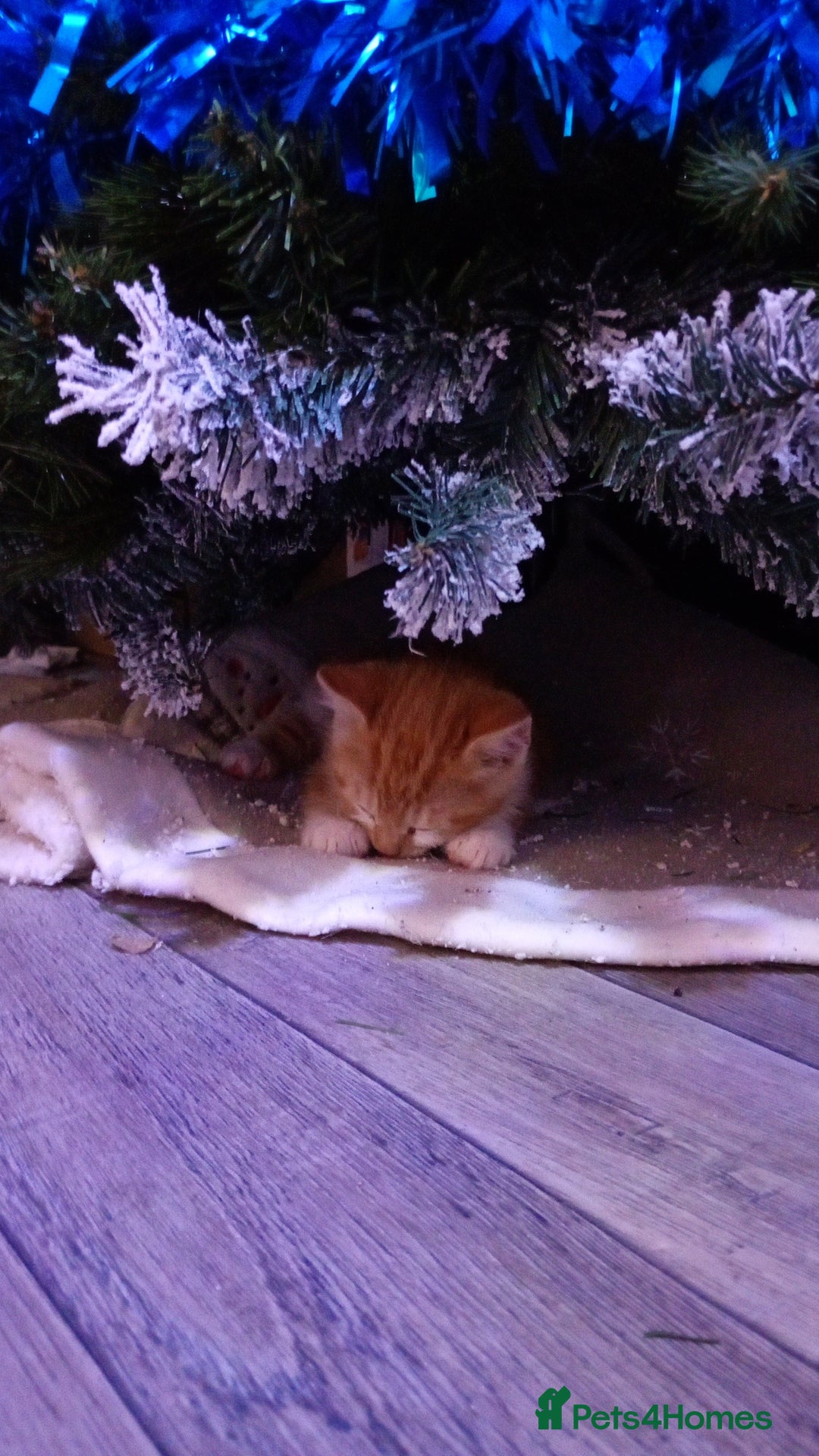 Mixed Breed cats for sale: Kittens  - Advert 4