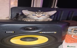 Bengal cats for sale: Mixed bengal kittens   - Image 13