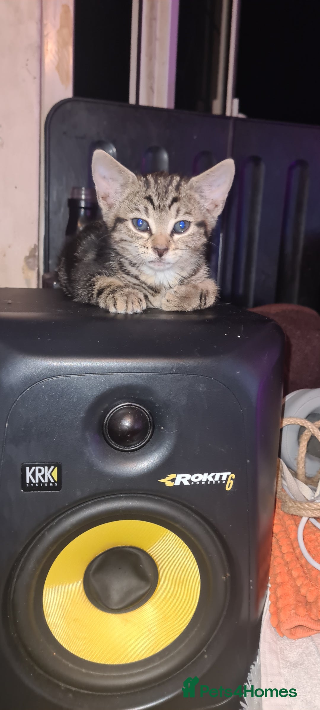 Bengal cats for sale: Mixed bengal kittens   - Image 13
