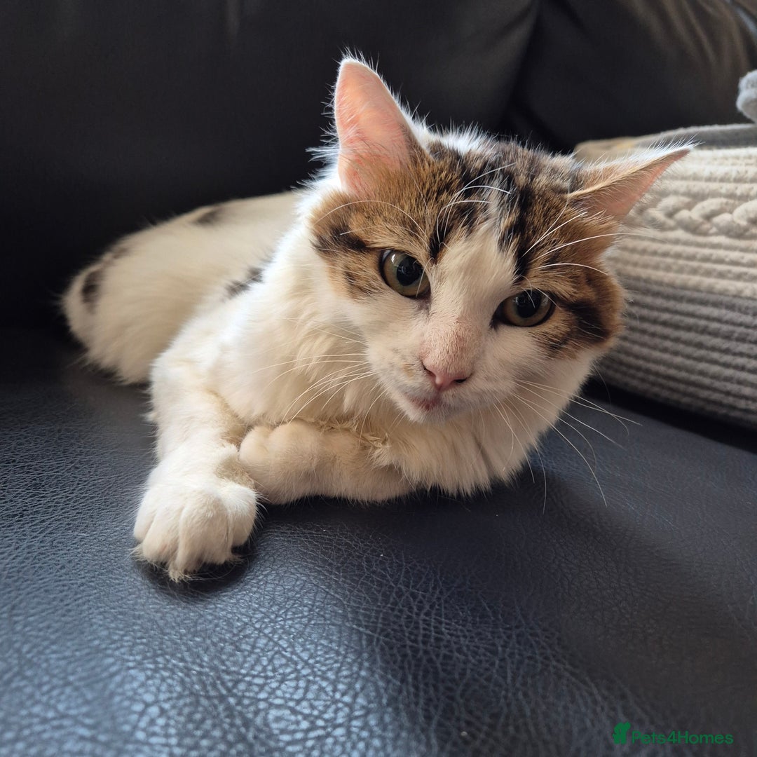 Mixed Breed cats for sale: Snow - Beautiful Mixed Breed Female Kitten - Image 2