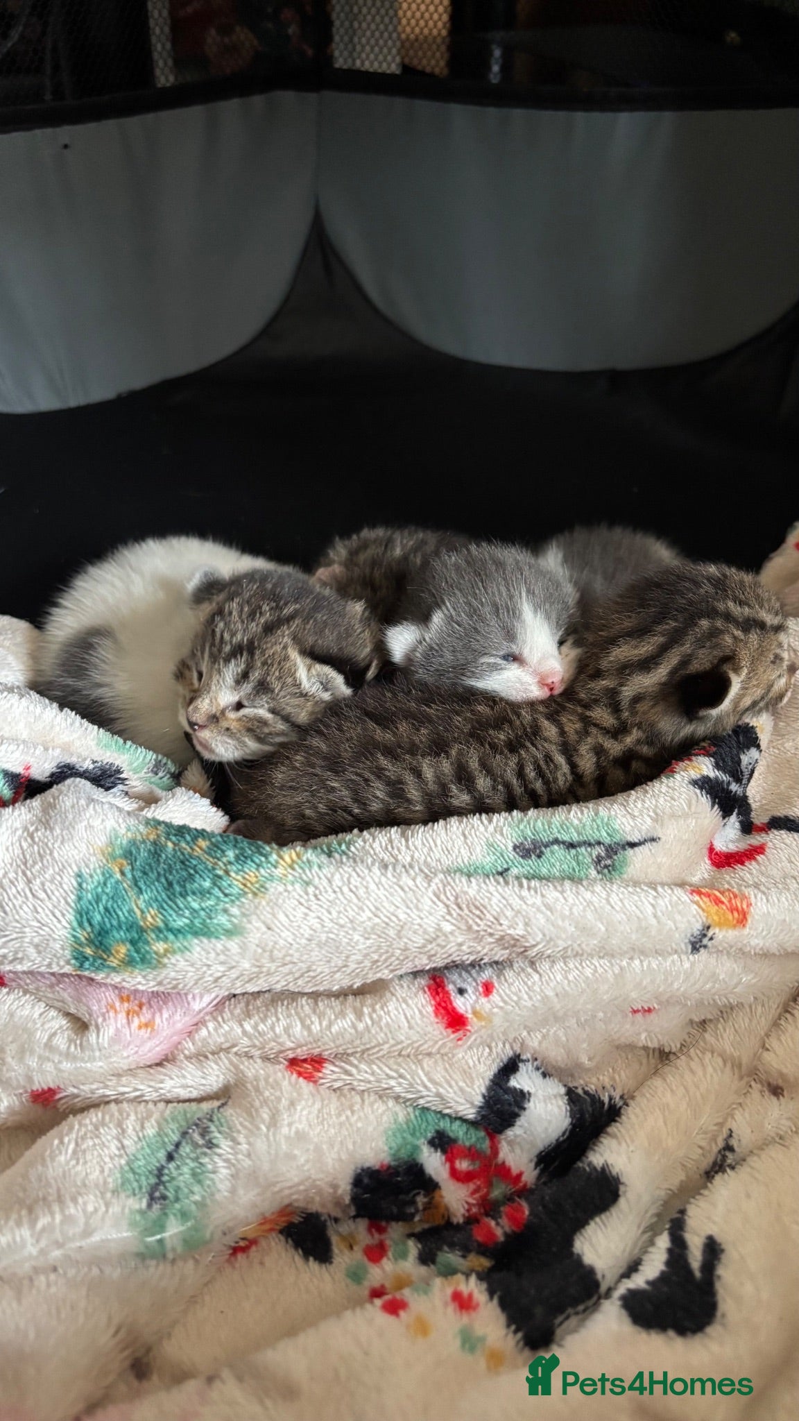 Mixed Breed cats 4 beautiful kittens. 3 boys 1 girl  - Advert 8
