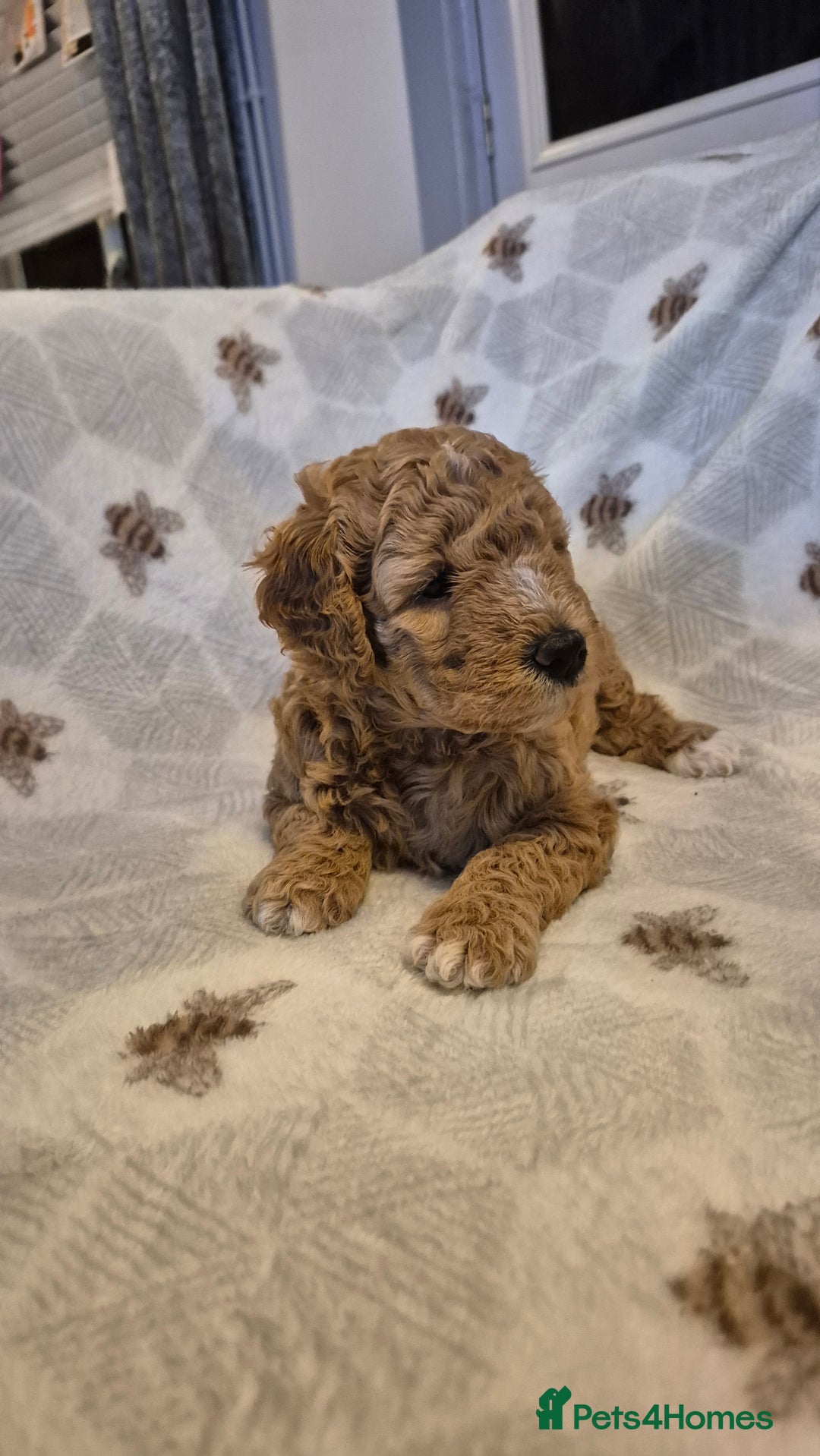 Australian Labradoodle dogs for sale: LAST ONE BOY - Australian Labradoodle Puppies  - Advert 30