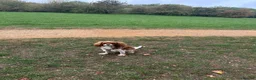 Cavalier King Charles Spaniel dogs for sale: Cavalier King Charles Spaniel 17 months old bitch in Bicester - Advert 3
