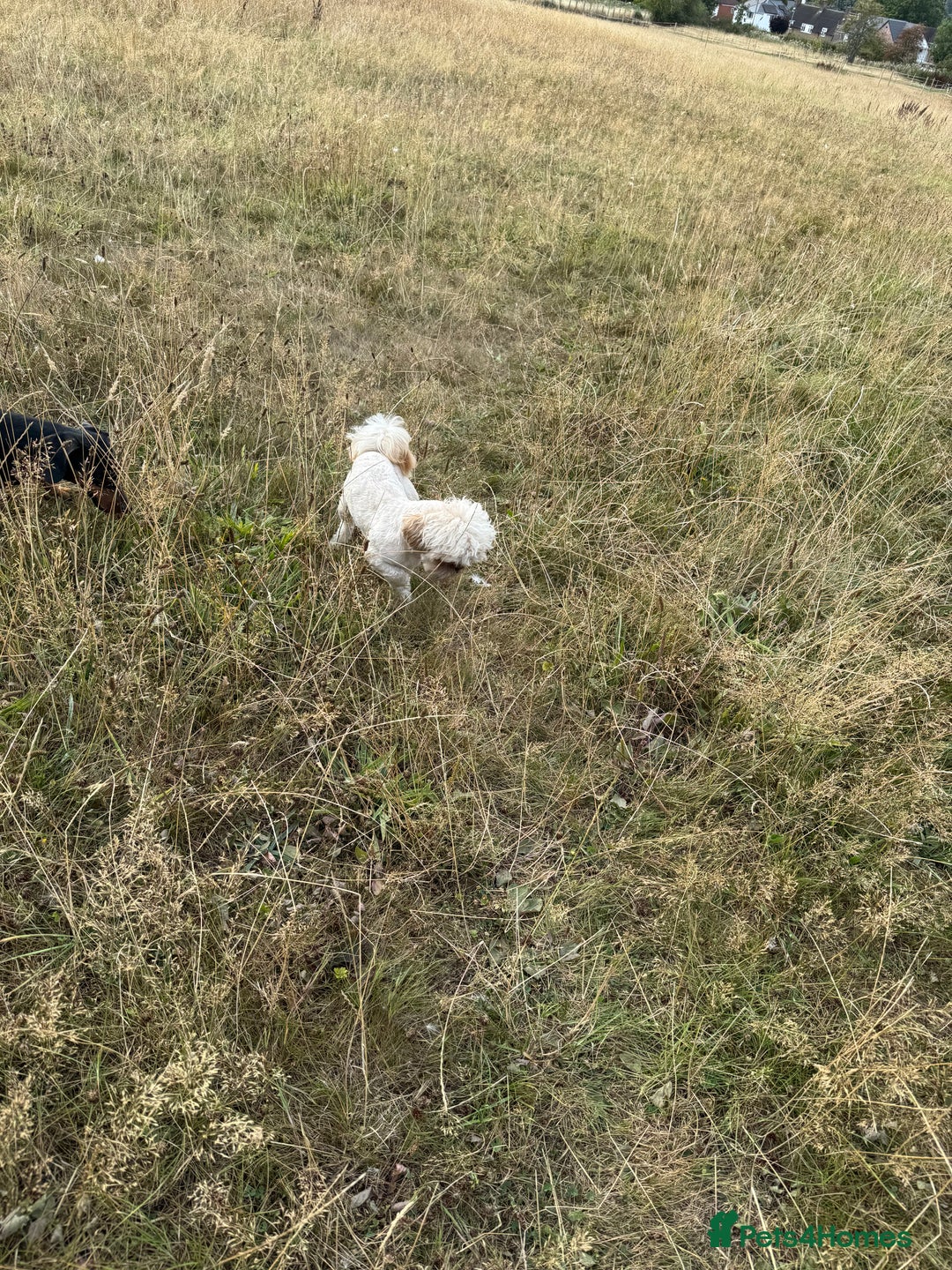 Shih Tzu dogs for sale: Adult shihtzu boy  - Image 2