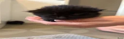 Mixed Breed cats for sale: 3 female 4 week old kittens - Advert 3
