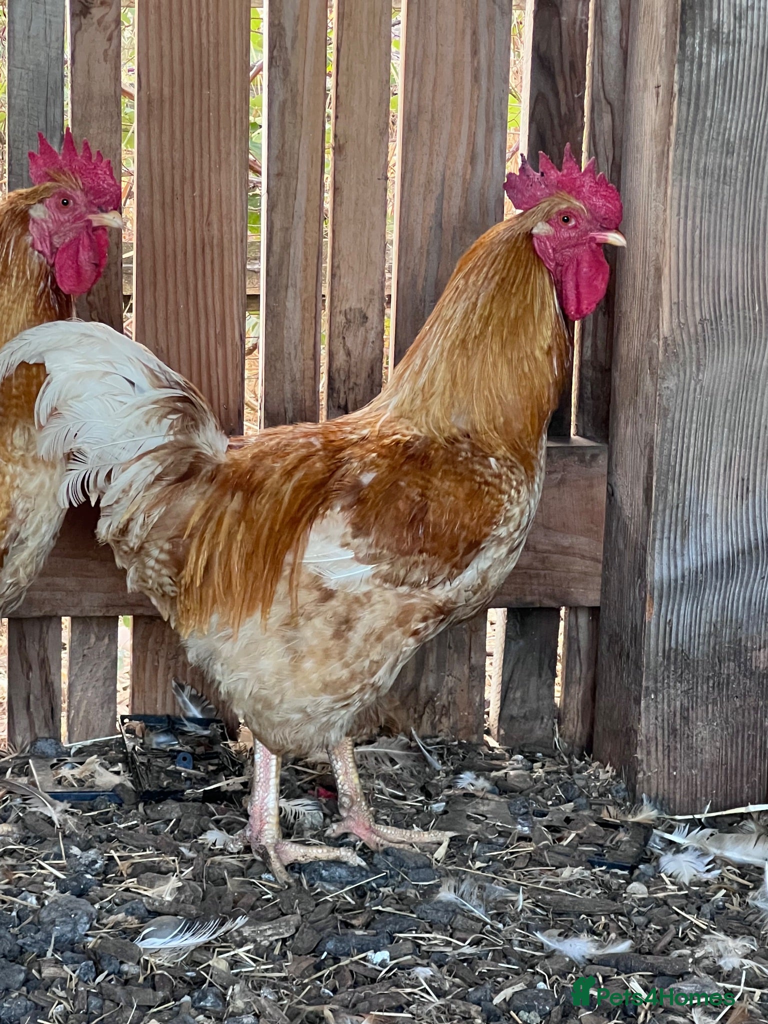 Chickens poultry X2 Friendly Cockerels / 1 year old  - Advert 18