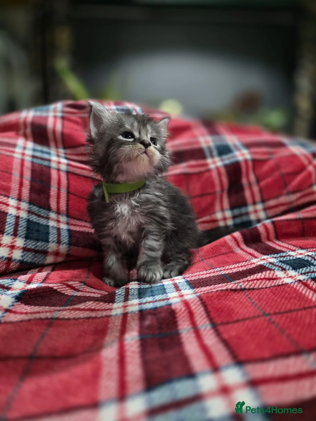 Maine Coon cats for sale: TICA registered Russian lineage Maine coon kittens - Advert 19