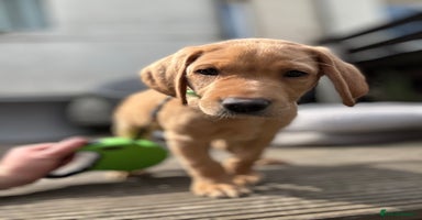 Labrador Retriever dogs - Advert 2