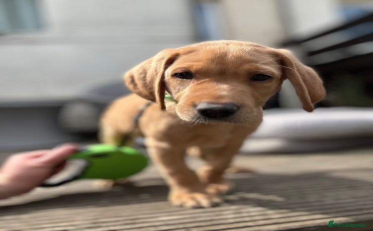 Labrador Retriever dogs - Advert 6