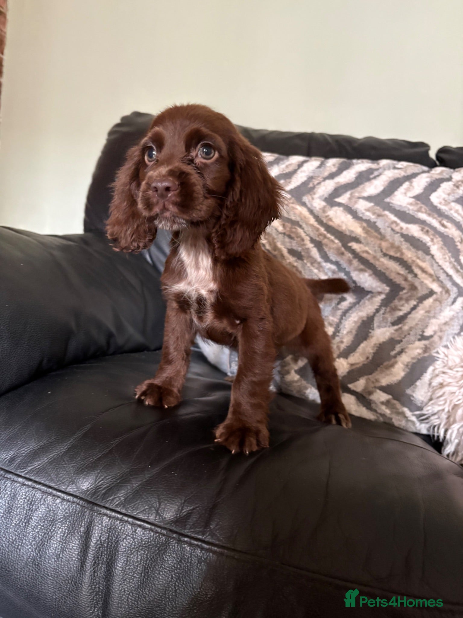 Cocker Spaniel dogs Beautiful cocker-spaniel puppies - Advert 18