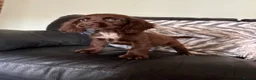 Cocker Spaniel dogs for sale: Lovely cockerspaniel pups - Advert 8