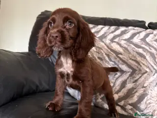 Cocker Spaniel dogs Beautiful cocker-spaniel puppies - Advert 18