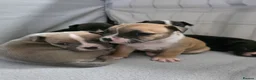 Mixed Breed dogs for sale: French bulldog x Staffordshire bull terrier - Advert 20