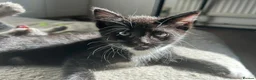 Mixed Breed cats for sale: 3 kittens for sale  - Advert 4