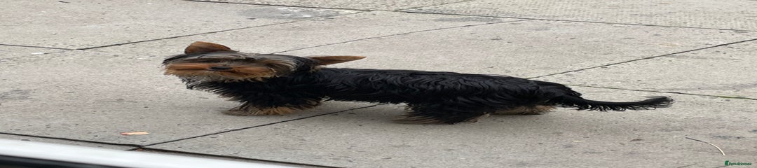 MINI Yorkshire Terrier-Pepsi 