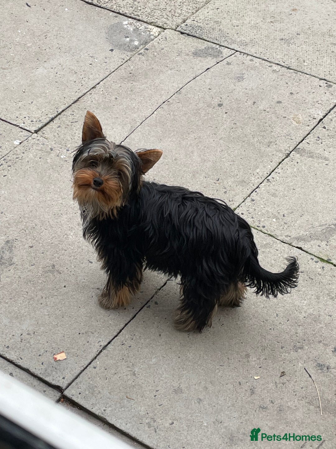 Yorkshire Terrier dogs for sale: MINI PEDIGREE YORKSHIRE TERRIER FOR SALE - Image 1
