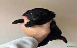 Miniature Poodle dogs for sale: Stunning Miniature Poodles  - Image 2