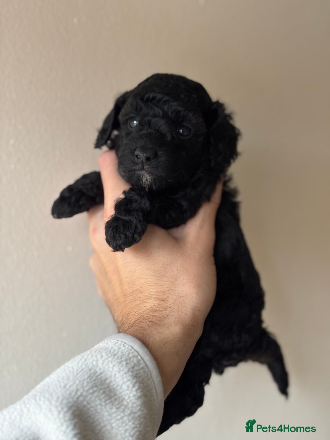 Miniature Poodle dogs for sale: Stunning Miniature Poodles  - Image 2