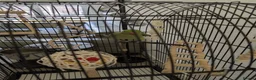 Ringnecks birds for sale: Indian ringneck parrot with full setup  - Advert 5