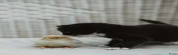 Mixed Breed cats for sale: Beautiful Tame Friendly Kittens for sale - Advert 13