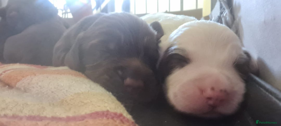 Sprocker dogs for sale: Sprockers  - Image 19