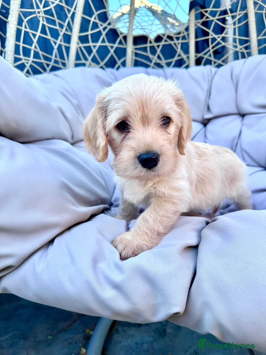 Mixed Breed dogs for sale: Cavachon - Fox Red Labrador - Rare F1 Cavador - Advert 1