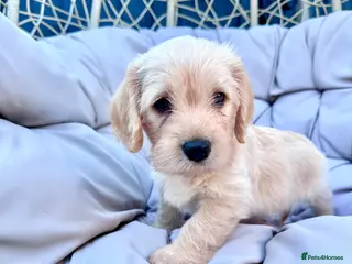 Mixed Breed dogs Cavachon - Fox Red Labrador - Rare F1 Cavador - Advert 3