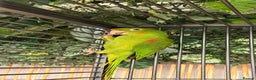 Conures birds for sale: Aviary Conures - Advert 3