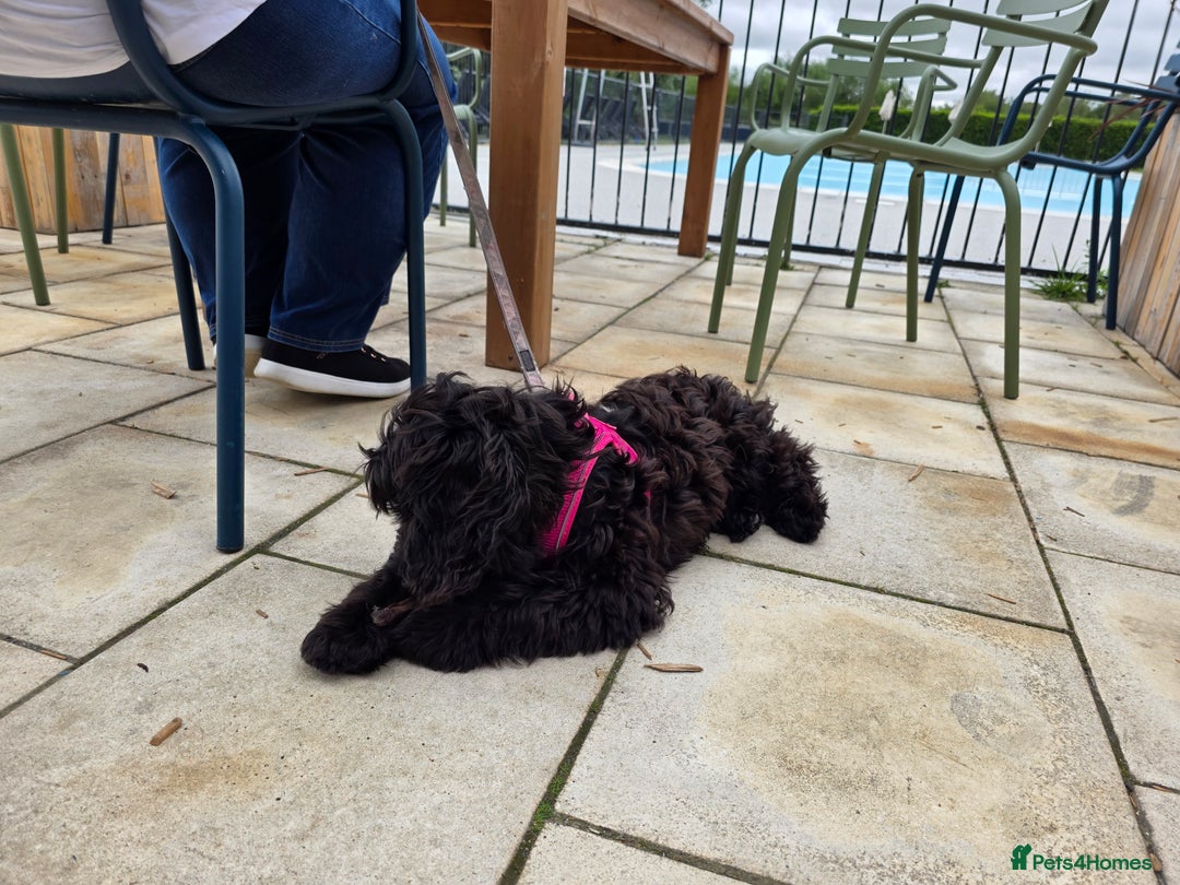 Cockapoo dogs for sale: Doris the Cockerpoo - Image 2