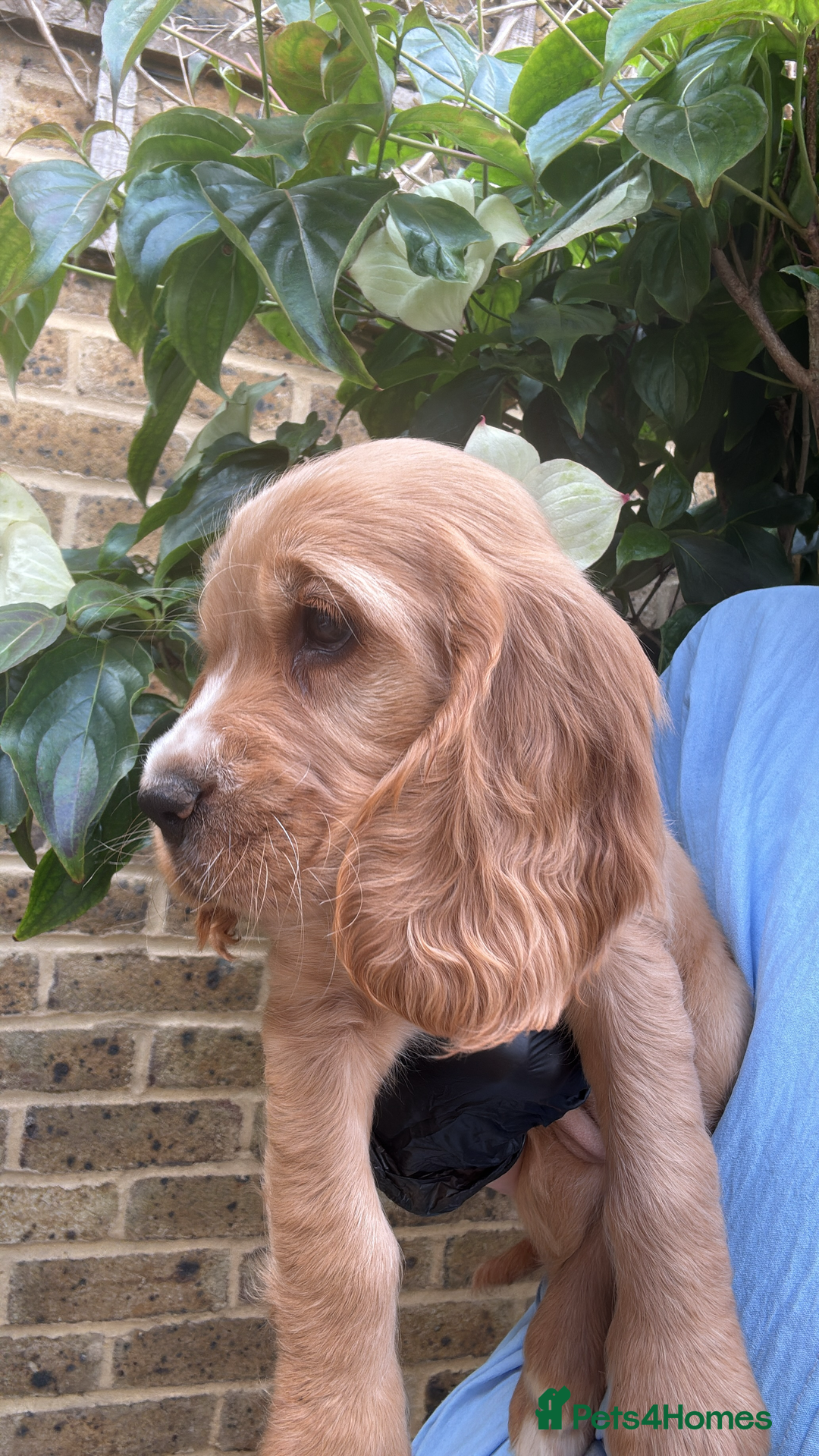 Cocker Spaniel dogs for stud: 🌟 🌟 🌟 English cocker spaniel for stud  in Hook - Advert 3