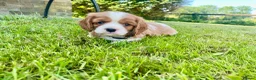 Cavalier King Charles Spaniel dogs for sale: 6 Beautiful KC Registered Cavalier King Charles  - Advert 16