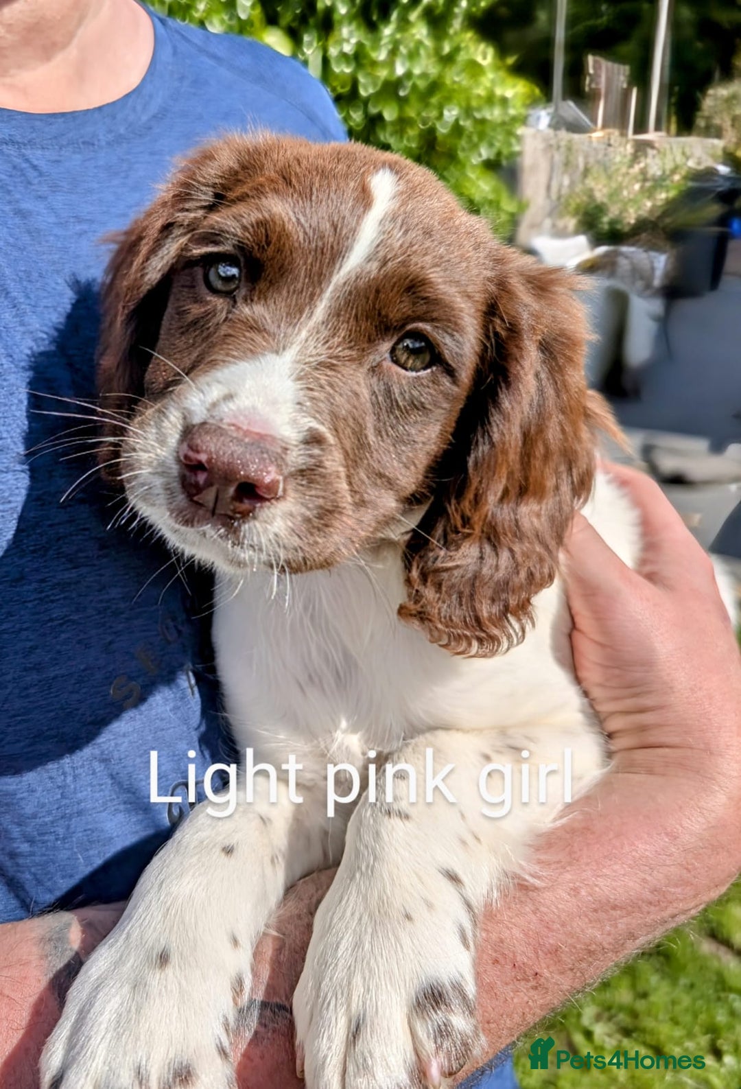 English Springer Spaniel dogs for sale: English Springer Spaniel pups for sale - Image 9